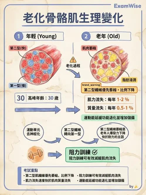 物治 - 骨骼生理與發展老化 - AI 圖文解析預覽