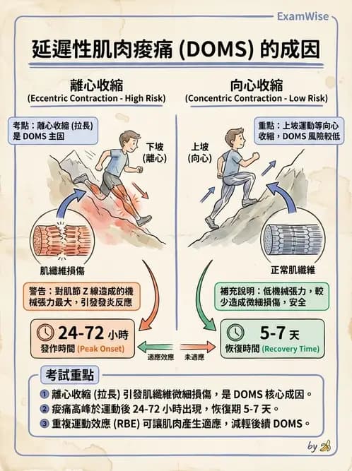 物治 - 能量代謝與運動適應 - AI 圖文解析預覽