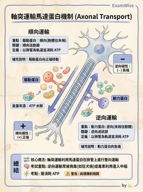 物治 - 神經系統生理 - AI 圖文解析預覽