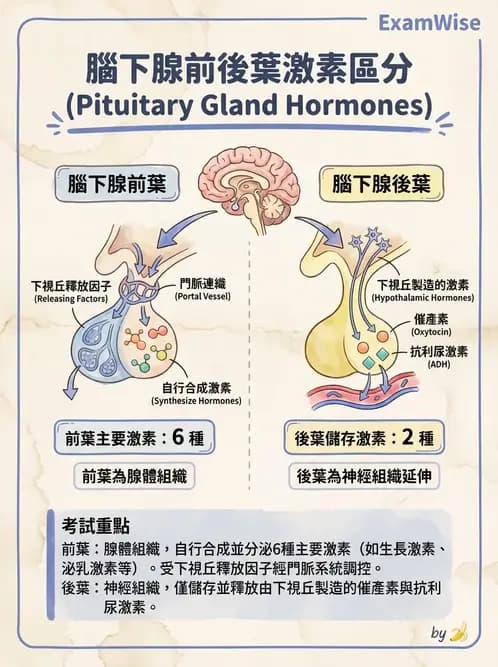 物治 - 內分泌系統生理 - AI 圖文解析預覽
