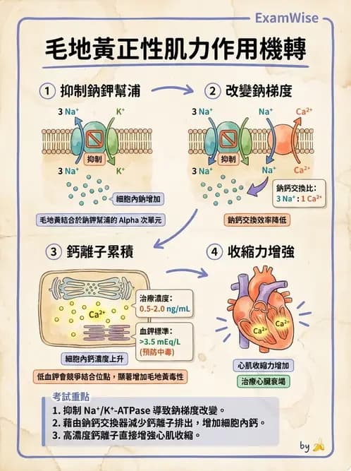物治 - 心臟血管生理 - AI 圖文解析預覽