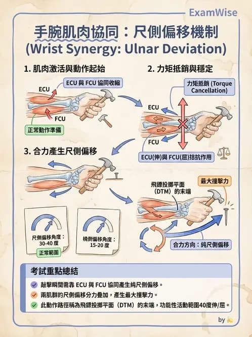 物治 - 腕關節生物力學 - AI 圖文解析預覽