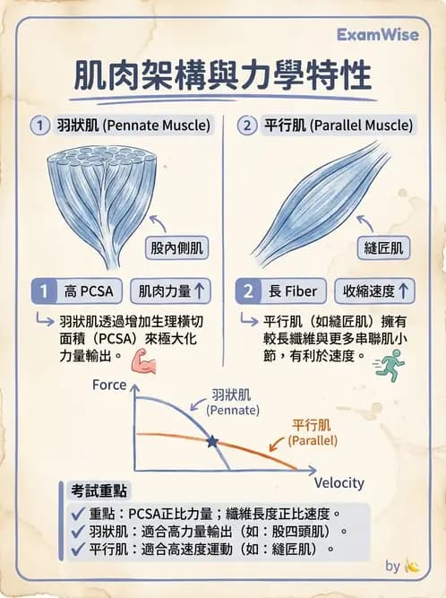 物治 - 膝關節肌動學與生物力學 - AI 圖文解析預覽