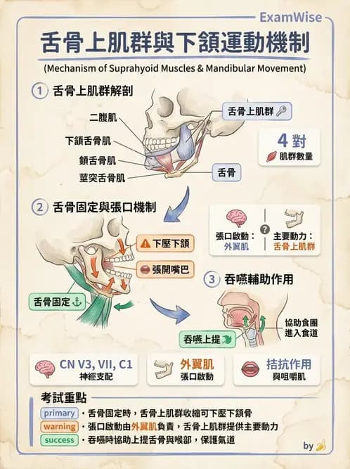 物治 - 顳顎關節肌動學與生物力學 - AI 圖文解析預覽