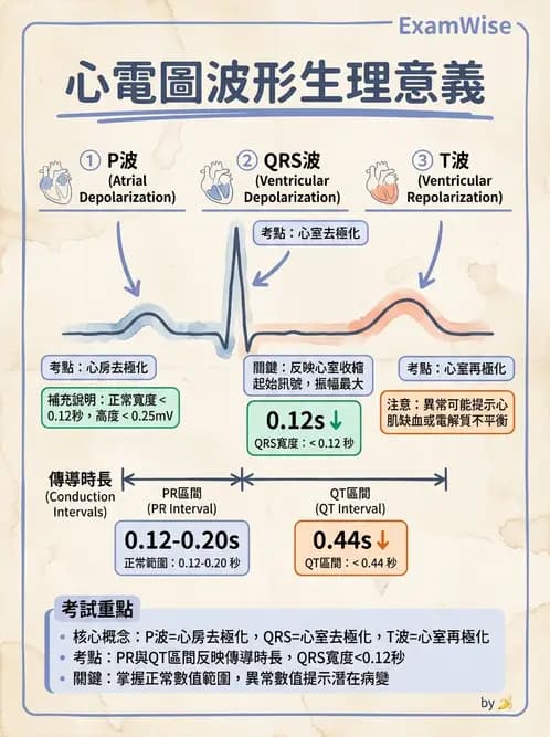 醫檢師 - 心電圖基礎與判讀 - AI 圖文解析預覽