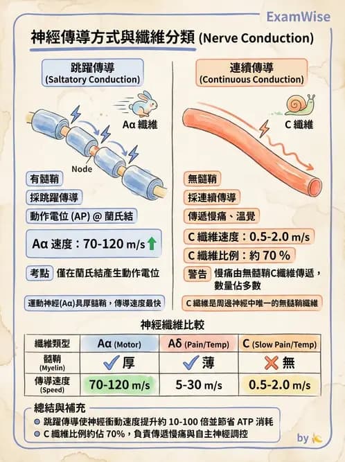 醫檢師 - 神經肌肉與睡眠檢查 - AI 圖文解析預覽