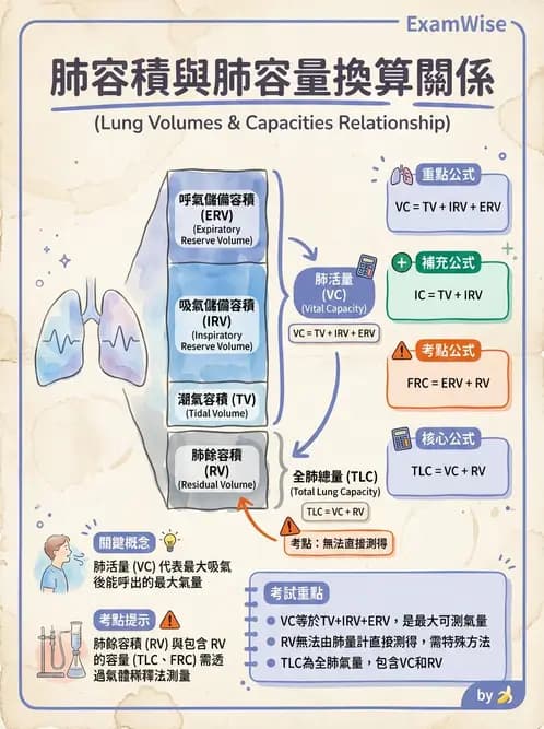 醫檢師 - 肺功能基礎與指標 - AI 圖文解析預覽