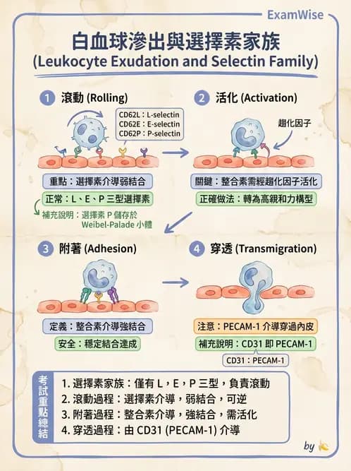 醫檢師 - 細胞傷害、發炎與修復 - AI 圖文解析預覽