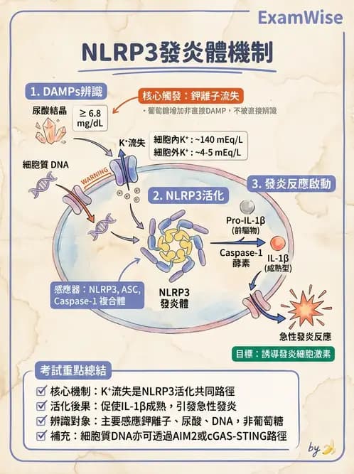醫檢師 - 細胞傷害、發炎與修復 - AI 圖文解析預覽