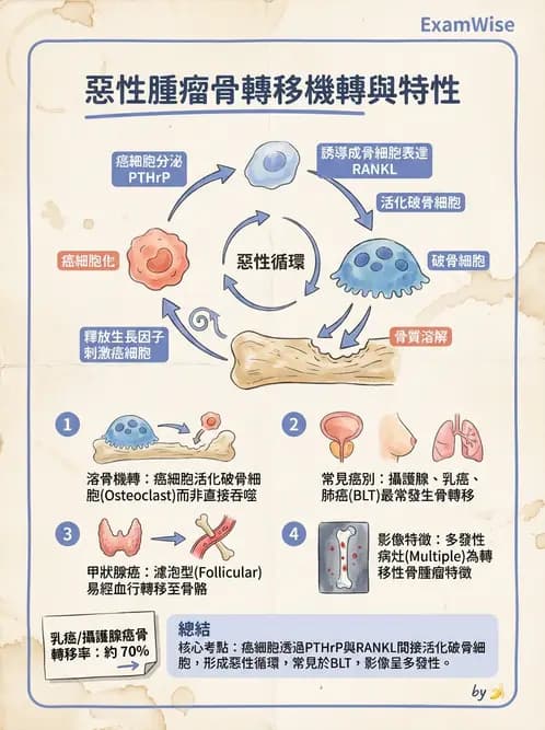 醫檢師 - 腫瘤概論 - AI 圖文解析預覽