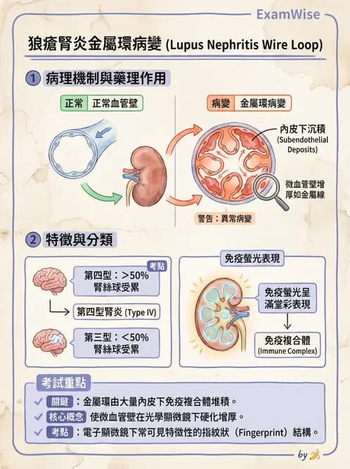 醫檢師 - 免疫疾病 - AI 圖文解析預覽