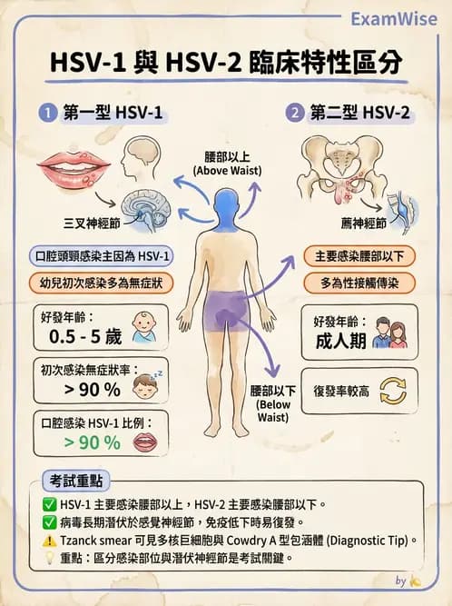 醫檢師 - 感染 - AI 圖文解析預覽