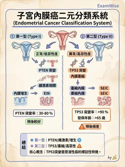 醫檢師 - 乳房及女性生殖疾病 - AI 圖文解析預覽