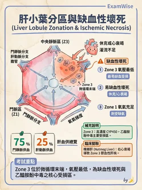 醫檢師 - 消化肝膽疾病 - AI 圖文解析預覽