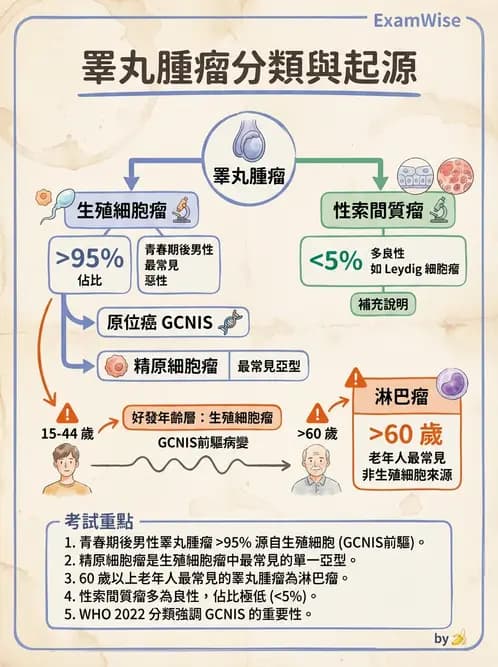 醫檢師 - 腎臟泌尿及男性生殖疾病 - AI 圖文解析預覽