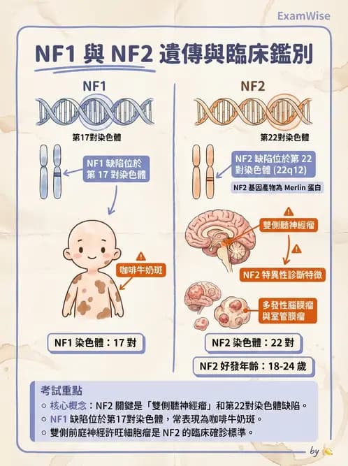 醫檢師 - 神經系統疾病 - AI 圖文解析預覽