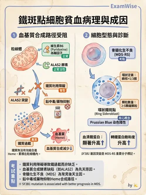 醫檢師 - 貧血診斷與營養缺乏性貧血 - AI 圖文解析預覽