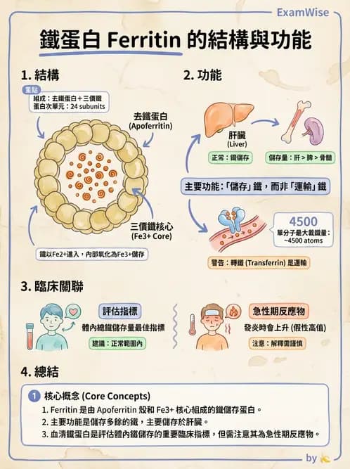 醫檢師 - 貧血診斷與營養缺乏性貧血 - AI 圖文解析預覽