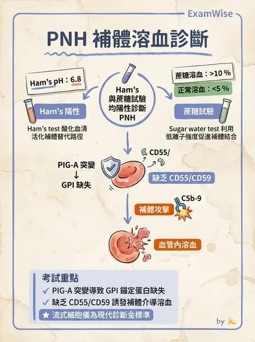 醫檢師 - 溶血性貧血與血色素病變 - AI 圖文解析預覽