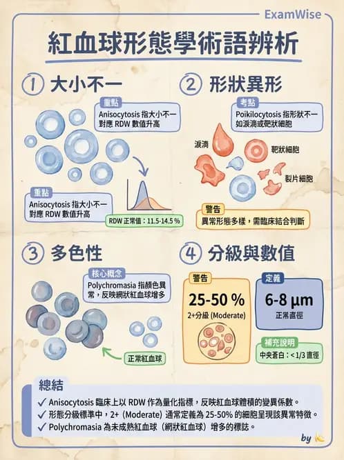 醫檢師 - 紅血球生理與形態 - AI 圖文解析預覽