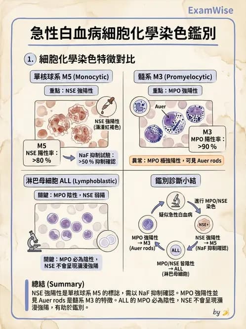 醫檢師 - 急性白血病 - AI 圖文解析預覽