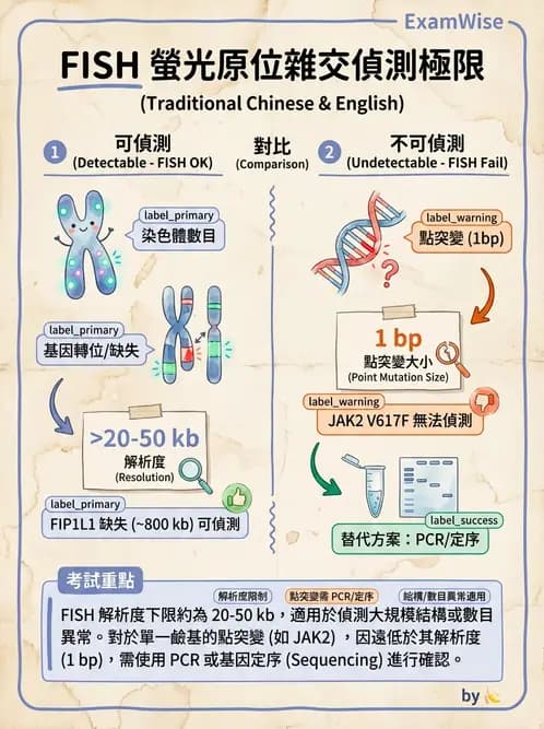 醫檢師 - 慢性血液腫瘤與骨髓增生疾患 - AI 圖文解析預覽