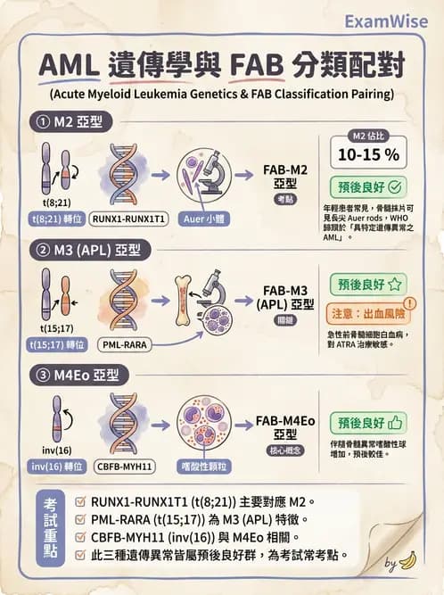醫檢師 - 急性白血病 - AI 圖文解析預覽