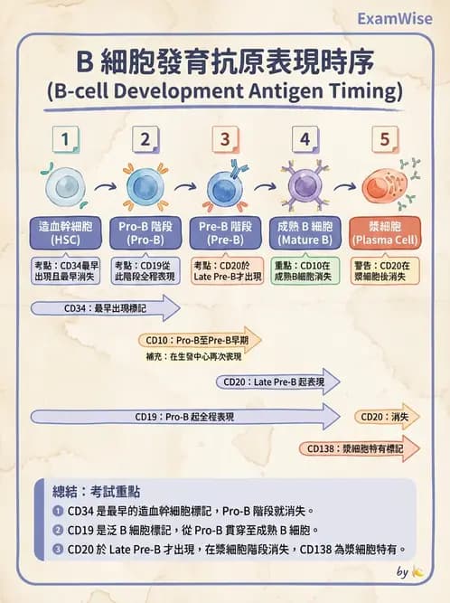 醫檢師 - 白血球生理與形態 - AI 圖文解析預覽