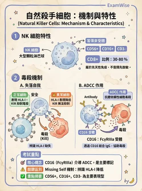 醫檢師 - 白血球生理與形態 - AI 圖文解析預覽