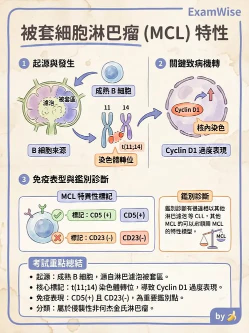 醫檢師 - 淋巴瘤、漿細胞疾病與白血球異常 - AI 圖文解析預覽