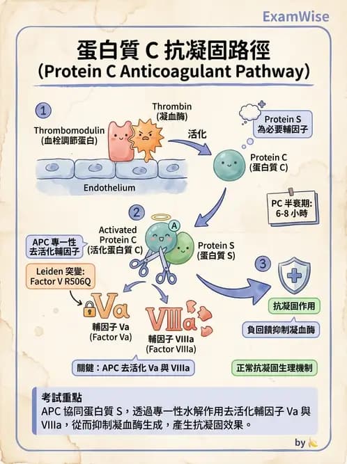 醫檢師 - 凝血因子與凝血檢驗 - AI 圖文解析預覽