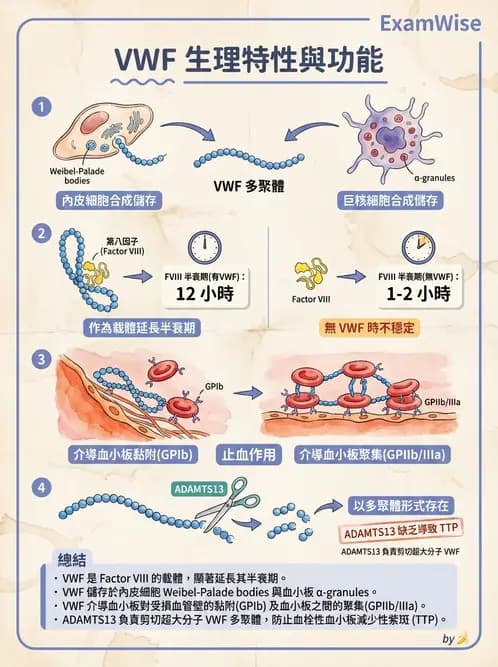 醫檢師 - 血小板與止血生理 - AI 圖文解析預覽