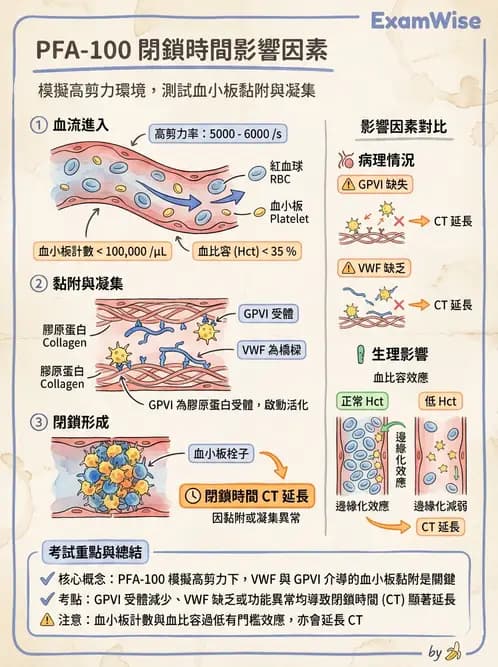 醫檢師 - 血小板與止血生理 - AI 圖文解析預覽
