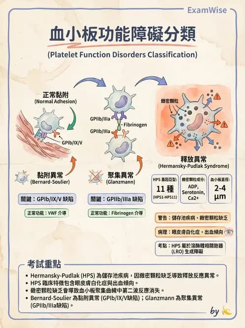 醫檢師 - 出血性疾病與檢驗 - AI 圖文解析預覽