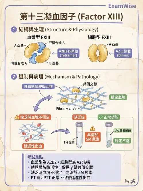 醫檢師 - 凝血因子與凝血檢驗 - AI 圖文解析預覽