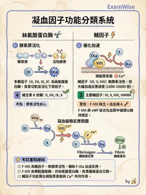 醫檢師 - 凝血因子與凝血檢驗 - AI 圖文解析預覽