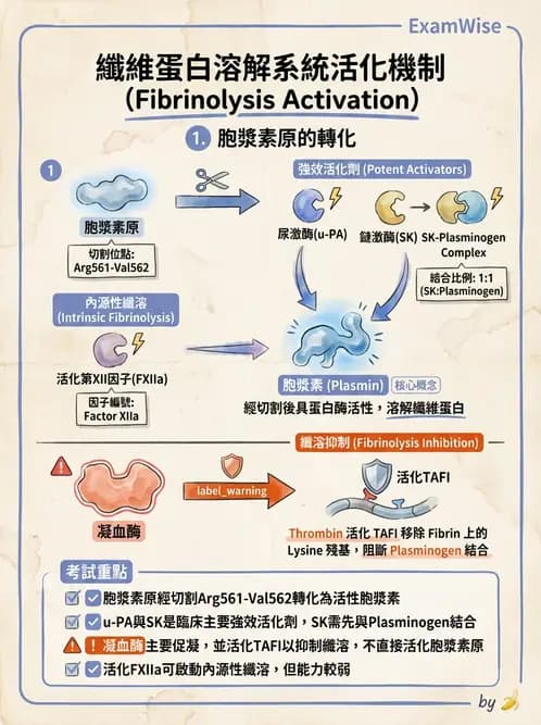 醫檢師 - 凝血因子與凝血檢驗 - AI 圖文解析預覽