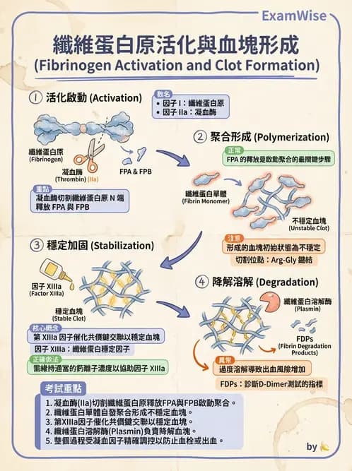 醫檢師 - 凝血因子與凝血檢驗 - AI 圖文解析預覽