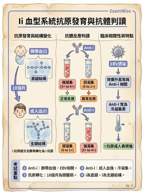 醫檢師 - 紅血球抗原與血型系統 - AI 圖文解析預覽