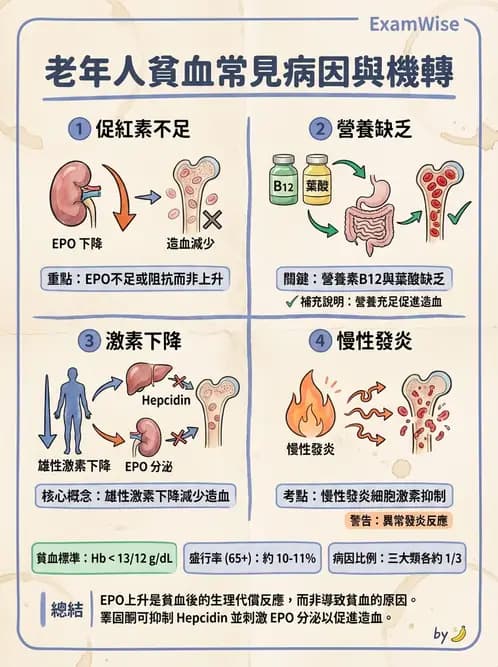 醫檢師 - 貧血診斷與營養缺乏性貧血 - AI 圖文解析預覽