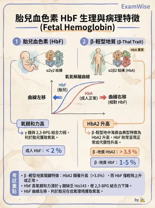 醫檢師 - 溶血性貧血與血色素病變 - AI 圖文解析預覽