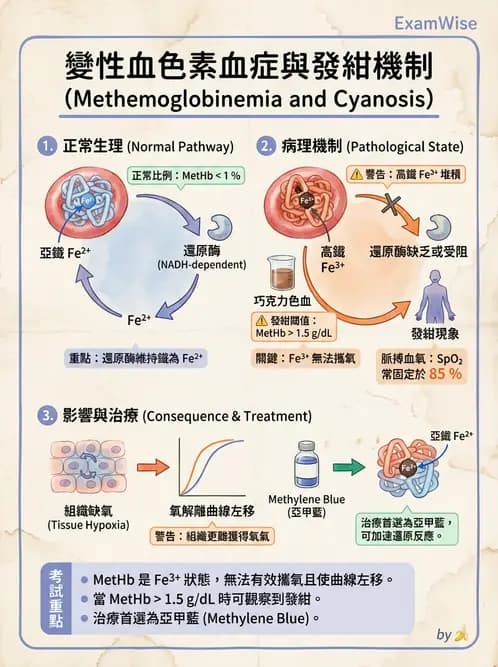 醫檢師 - 紅血球生理與形態 - AI 圖文解析預覽