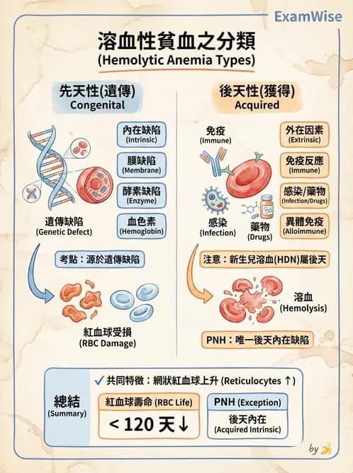 醫檢師 - 溶血性貧血與血色素病變 - AI 圖文解析預覽