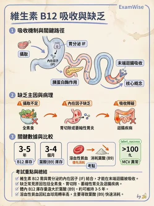 醫檢師 - 貧血診斷與營養缺乏性貧血 - AI 圖文解析預覽