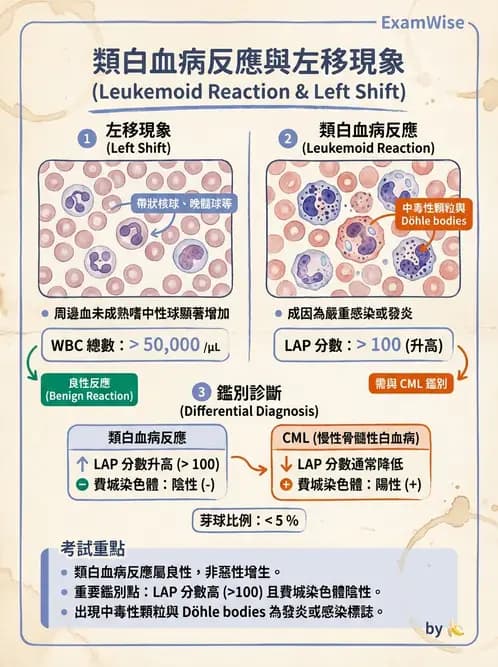 醫檢師 - 慢性血液腫瘤與骨髓增生疾患 - AI 圖文解析預覽