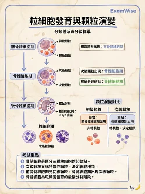 醫檢師 - 白血球生理與形態 - AI 圖文解析預覽