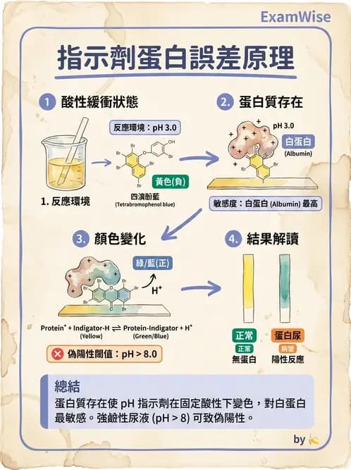 醫檢師 - 尿液化學檢驗 - AI 圖文解析預覽