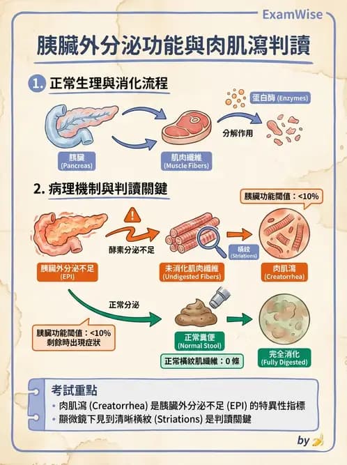 醫檢師 - 糞便常規檢查 - AI 圖文解析預覽