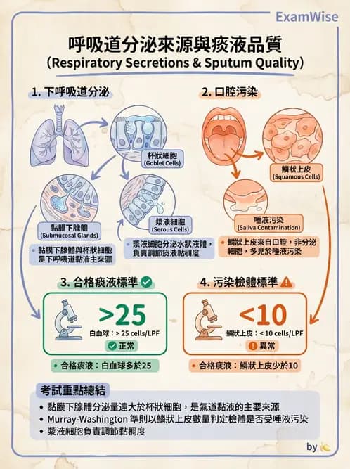 醫檢師 - 痰液一般鏡檢 - AI 圖文解析預覽