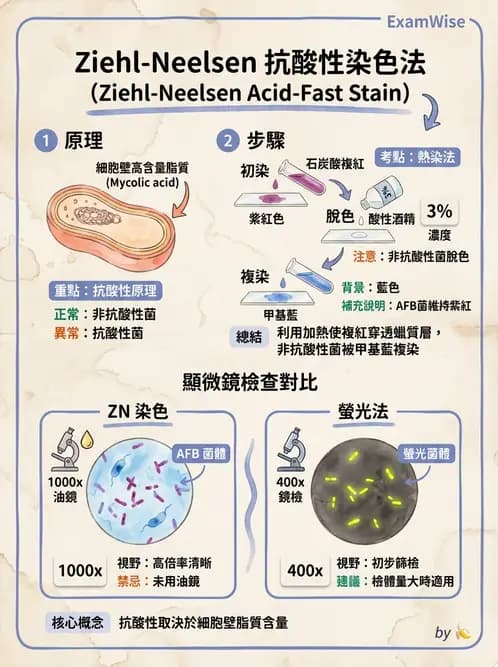 醫檢師 - 痰液一般鏡檢 - AI 圖文解析預覽